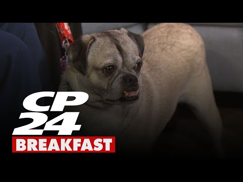 Take Me Home Tuesdays: Saxophone the pug mix – YouTube