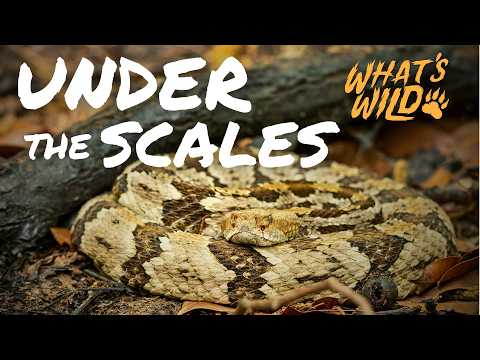 Timber Rattlesnake | What's Wild – YouTube