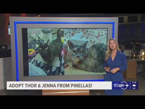 Give Thor & Jenna from Pinellas a fur-ever home! – YouTube