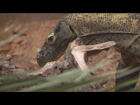Saint Louis Zoo's Komodo dragon 'Charlie' is getting settled – YouTube