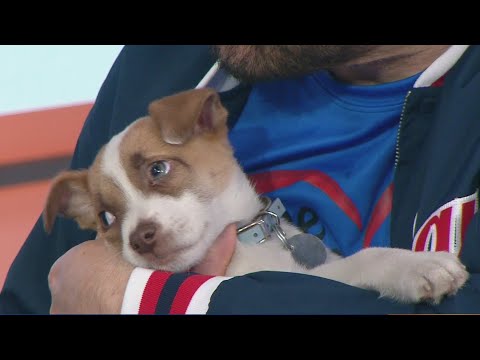 Tail waggin' Tuesday: Meet Travis, Ozzy, and Hamlet – YouTube