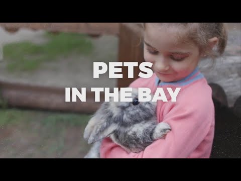 DogFest celebrates 50 years of no-cost service dogs – YouTube