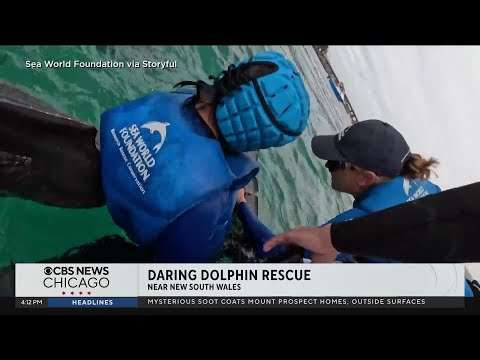 Sea World Foundation rescues dolphin from fishing line in Australia – YouTube