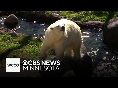 Como Zoo welcomes new polar bear – YouTube