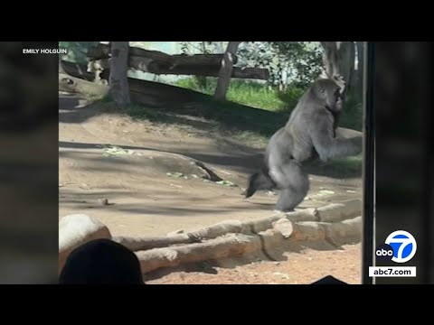 Gorilla slams into glass at San Diego Zoo, video shows – YouTube