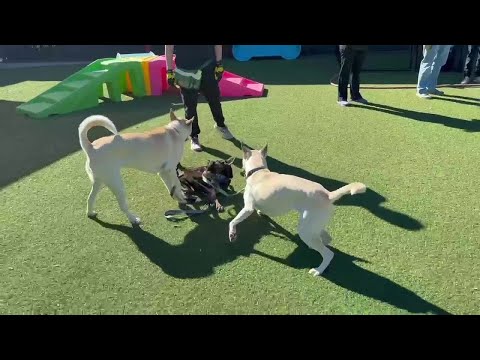 VIDEO: Daisy and Koda play with other dogs at Greenville Humane Society – YouTube