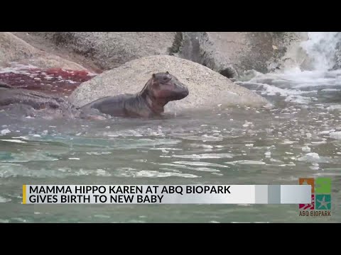 ABQ BioPark welcomes brand new baby hippo – YouTube