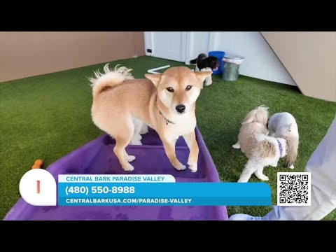 Central Bark: state-of-the-art facility and trusted day care for your dogs – YouTube