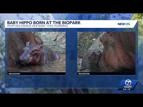 Karen the hippo delivers healthy calf – YouTube