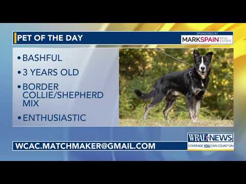 Pet of the Day for Oct. 14, 2025 – YouTube