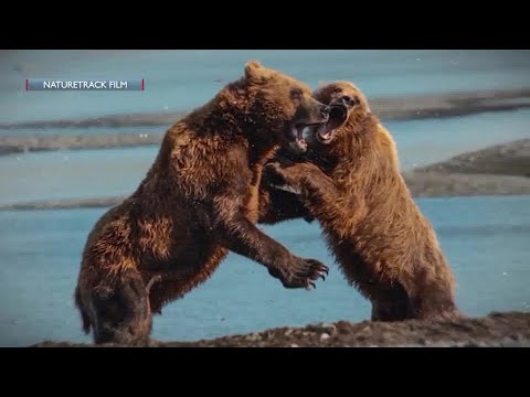 Outdoor Adventures on the Big Screen at the NatureTrack Film Festival – YouTube