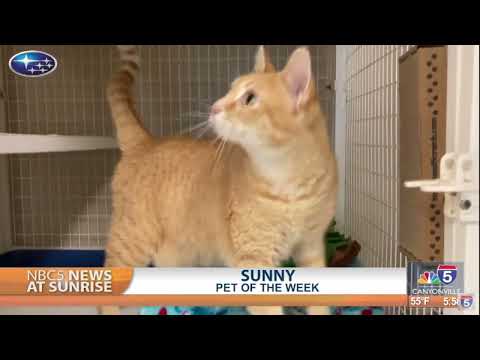 Pet Talk: Sunny – YouTube