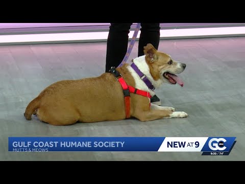 'Mutts and Meows' with Gulf Coast Humane Society: Meet Jax – YouTube