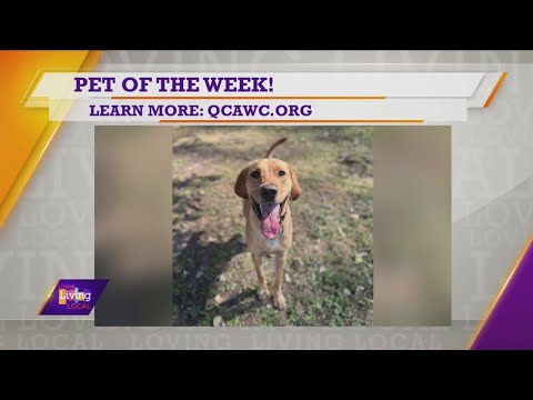 Pet of the Week | Hank – YouTube