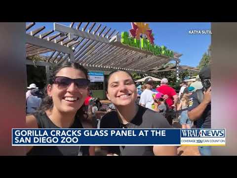 Gorilla jumps through barrier, cracks glass at San Diego Zoo – YouTube