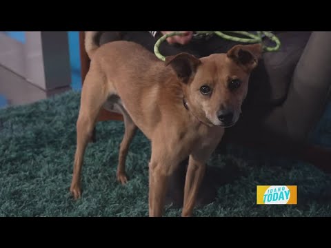 Shady likes to ride in the front seat, but hates birds – YouTube