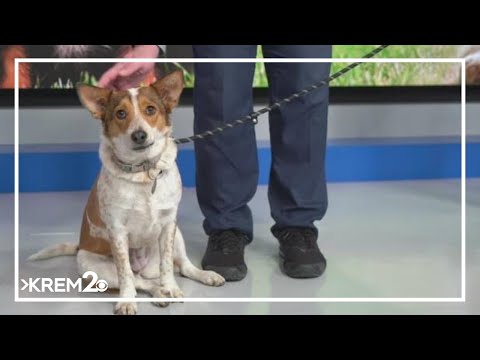 Pick of the Litter: Meet Dottie, a one-year-old Aussie-Heeler mix – YouTube