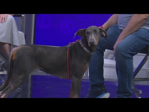 Tailwaggers: Meet Tiana – YouTube