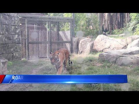Fresno Chaffee Zoo welcomes new tiger – YouTube