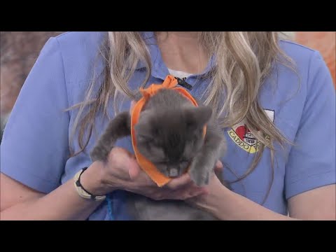 Meet Harry Pawter our adorable Pet of the Week – YouTube