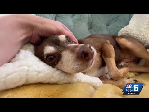 Pet Connection: Oct. 2, 2025 – YouTube