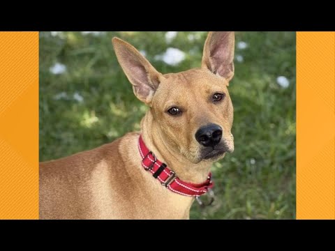 Pet on the Set | Meet Liberty – YouTube