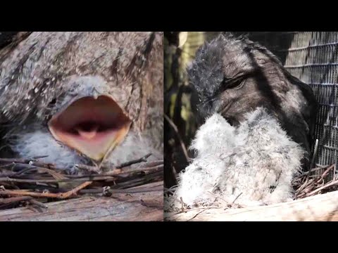 2 Muppet-Looking Chicks Hatch At Sanctuary In Australia – YouTube