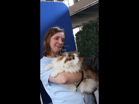 Students destress with one-on-one cat time in New York – YouTube
