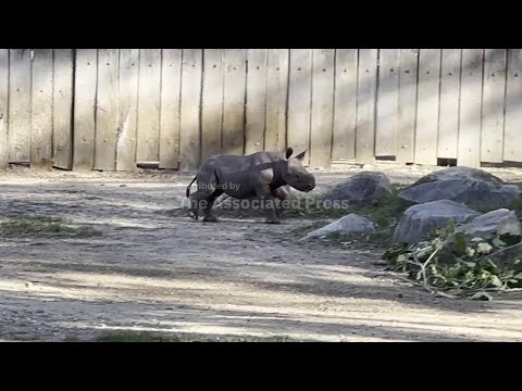 Critically endangered baby rhino makes its debut at Cleveland zoo – YouTube
