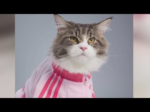 Adidas releases new line of pet athletic wear – YouTube