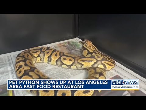 CA: Pet python shows up at LA In-N-Out – YouTube