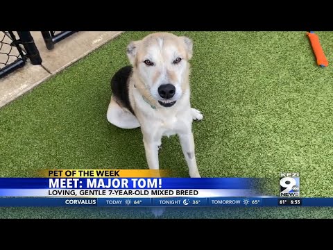 Pet of the Week: Major Tom – YouTube