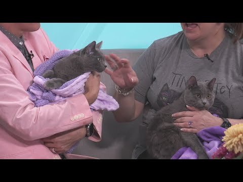 Sponsored Content: Shelter Spotlight: Simon & Shepherd – YouTube