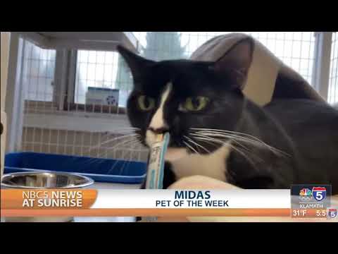 Pet Talk: Midas – YouTube