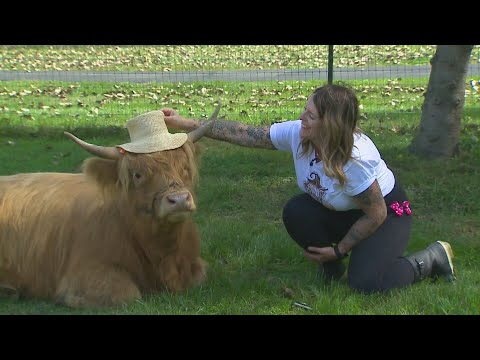 Batavia woman fulfills childhood dream with majestic mop-headed cows – YouTube