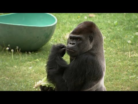 New male gorilla from Kentucky zoo makes official debut at San Francisco Zoo – YouTube