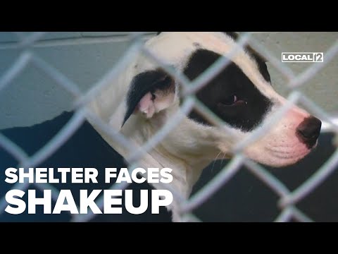 Ohio animal shelter undergoes significant changes amid scrutiny over conditions – YouTube