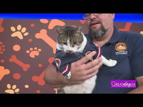 Animal Services of Castroville | Great Day SA – YouTube