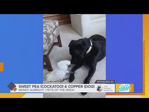 Pet Pics: Sweet Pea & Copper are best friends – YouTube