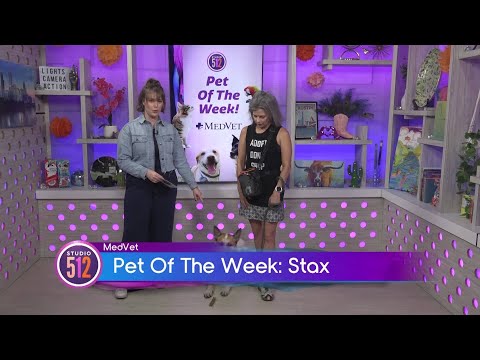 MedVet Pet Of The Week: Stax, From Austin Animal Center – YouTube