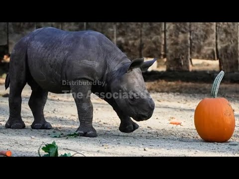 Critically endangered baby rhino makes its debut at Cleveland zoo – YouTube