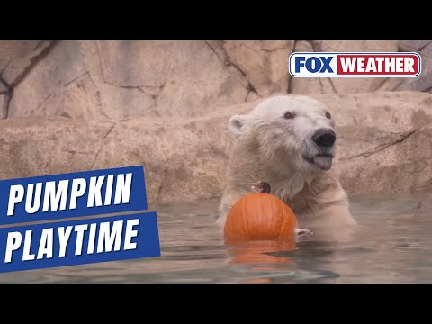 Polar Bear, Porcupine Play Halloween-Themed Activities – YouTube