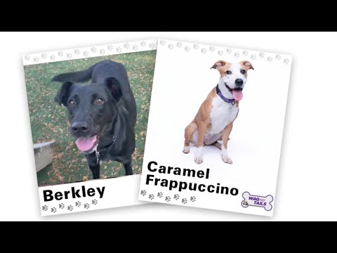 WAGNER TAILS: Berkley and Caramel Frappuccino – YouTube