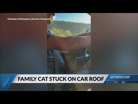 Family cat travels about 100 miles on car roof – YouTube