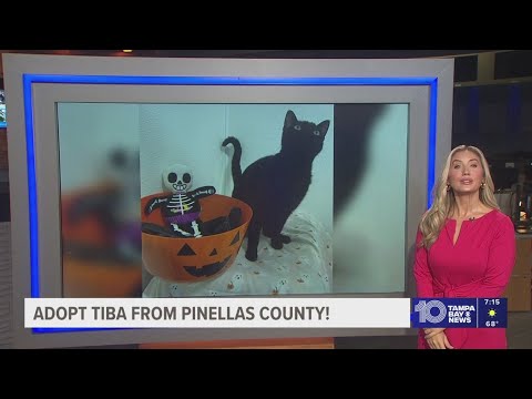 Give Tiba from Pinellas County a fur-ever home! – YouTube