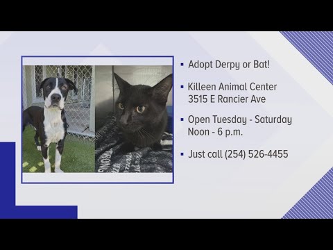 Perfect Pet: Meet Derpy and Bat! – YouTube