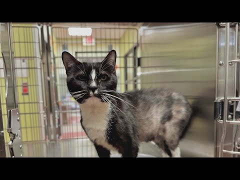 Second Chance: Werewolf looking for new home – YouTube