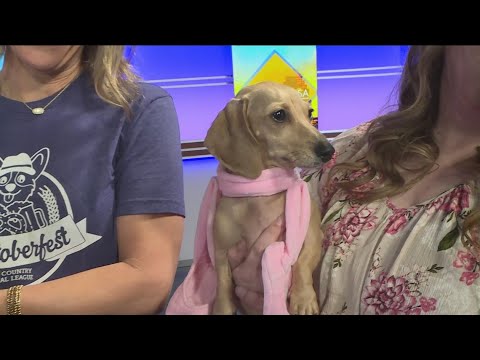 Hill Country Animal League | Great Day SA – YouTube