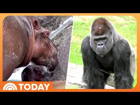 Male Gorilla, Baby Hippo Make Their Debut at Zoos – YouTube