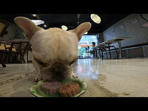 Taiwan eatery rolls out mooncakes for pets ahead of Mid-Autumn Festival | AFP – YouTube